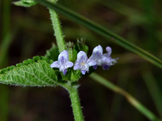 {Cantinoa mutabilis}